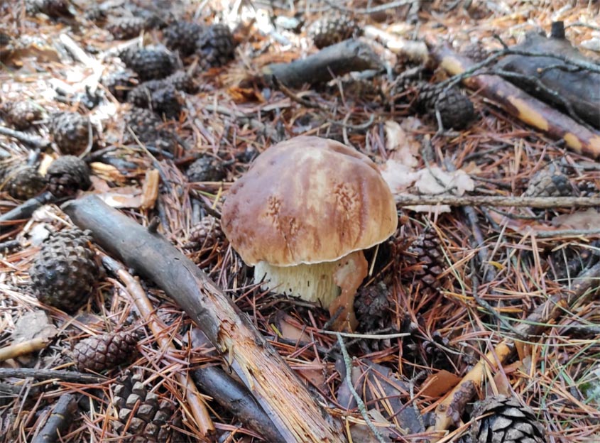 Continúa la fructificación de tricolomas, llanegas y níscalos, aunque el boletus se reduce notablemente Cesefor