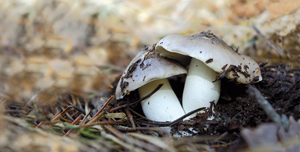 Tricholoma portentosum