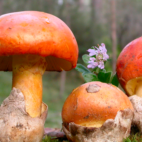 Amanita caesarea