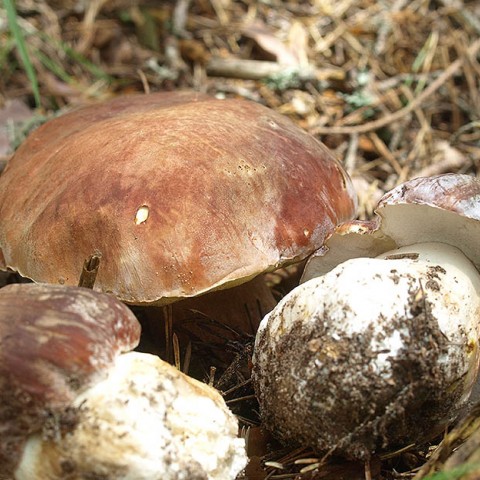 Parte Micocyl: cae la producción de boletus edulis, que deja paso al níscalo Cesefor