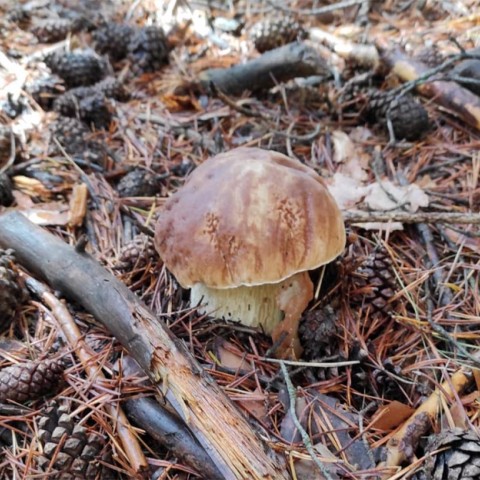 Continúa la fructificación de tricolomas, llanegas y níscalos, aunque el boletus se reduce notablemente Cesefor