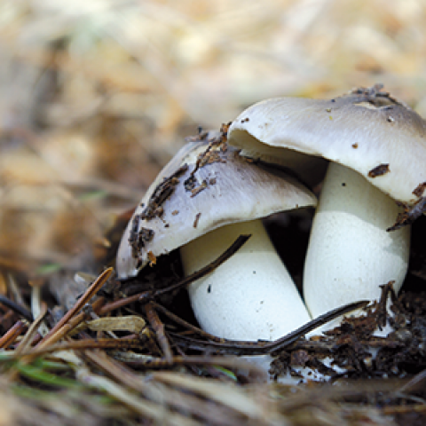 Tricholoma portentosum