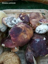 Boletus pinicola